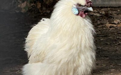 Neue Kindergartenbewohner für die nächsten 4 Monate